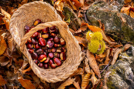 chestnuts background top view - harvesting chestnut in forest with basket in autumn foliage groundの写真素材