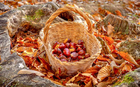 chestnuts background - harvesting chestnut in the forest with basket in autumn foliage groundの写真素材