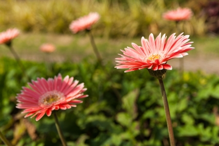 wild flowerの写真素材