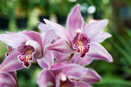 orchidの写真素材