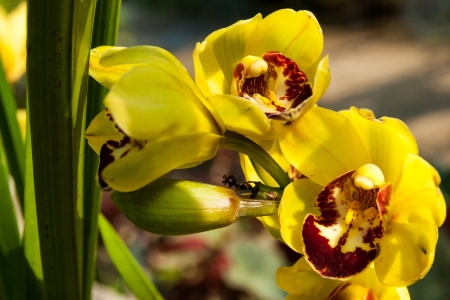 orchidの写真素材