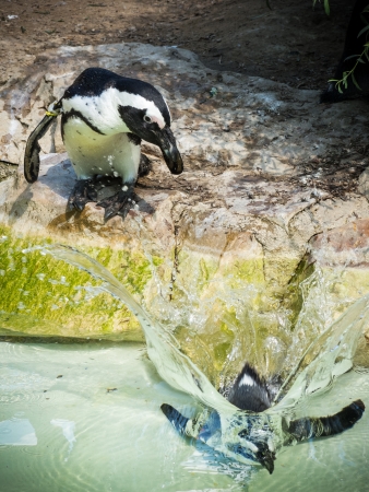 penguins  partyの写真素材