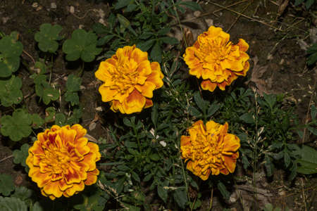 Yellow tagetes on green backgroundの写真素材