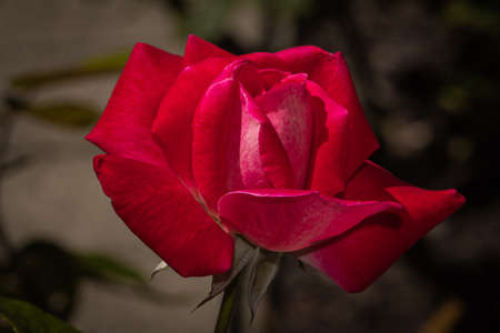 close-up of red rose on dark natural backgroundの写真素材