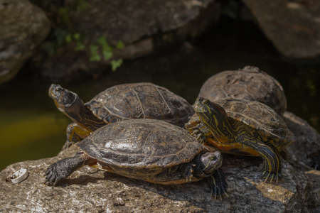 Little turtles in the lake