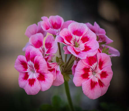 group of pink and fuchsia flowers on natural backgroundの写真素材