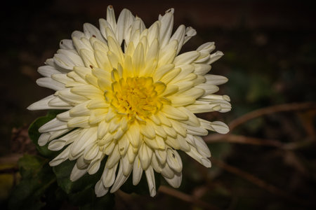white chrysanthemums on natural backgroundの写真素材