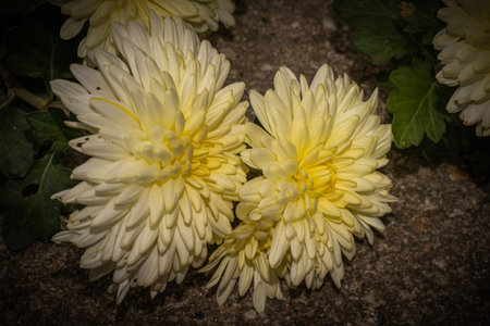 white chrysanthemums on natural backgroundの写真素材