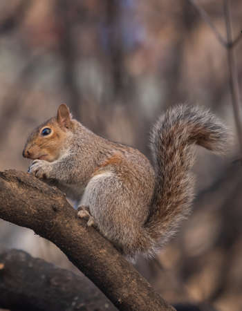close-up view of little squirrel on a treeの写真素材
