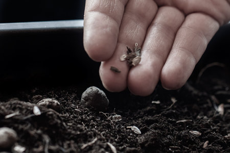 Close-up of a woman's hand planting seeds in the soil.