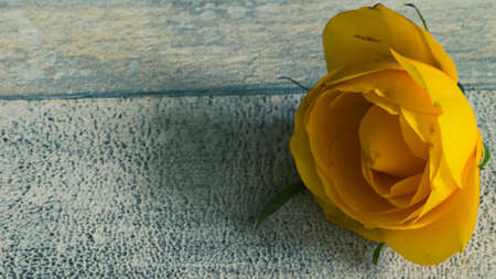 yellow rose on wooden background with space for textの写真素材
