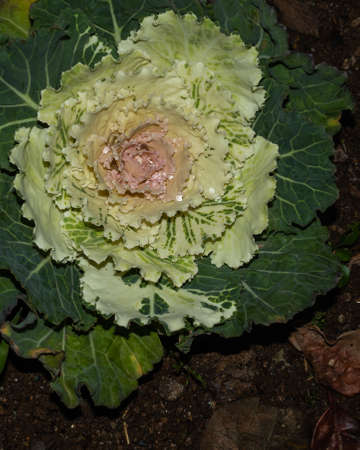 isolated ornamental cauliflower on natural backgroundの写真素材