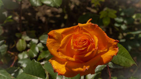 isolated orange rose flower in the gardenの写真素材