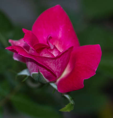 isolated rose flowerの写真素材