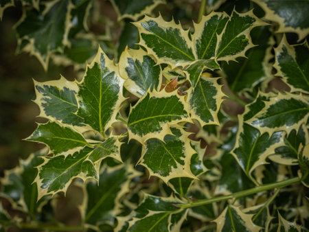 Holly leaves close-up on a dark green background. High-quality photoの写真素材