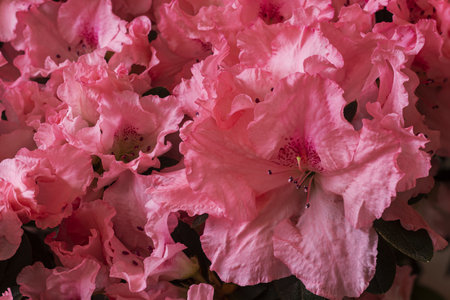 pink azalea in the foregroundの写真素材