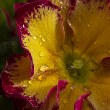 yellow and fuchsia primrose in the foreground with water drops on the petalsの写真素材