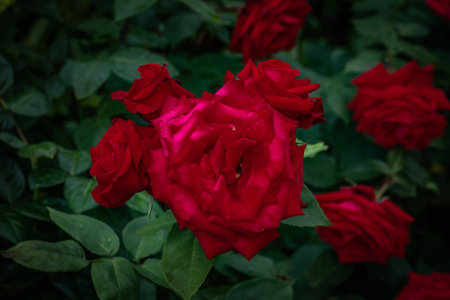 isolated colored rose flower in the garden