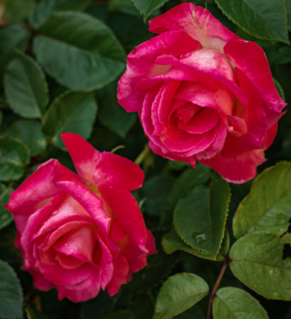 Detail of isolated beautiful rose flower in the gardenの写真素材