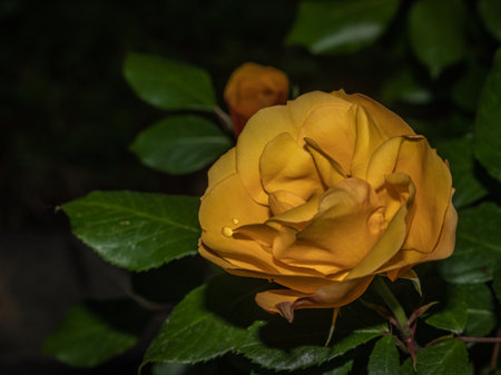 Detail of isolated beautiful rose flower in the gardenの写真素材
