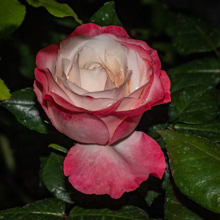 isolated colored rose flower in the gardenの写真素材