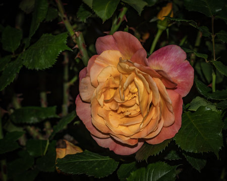 isolated colored rose flower in the gardenの写真素材