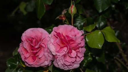 rosa chinensis in the gardenの写真素材