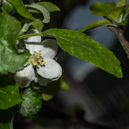 crab apple blossomの写真素材