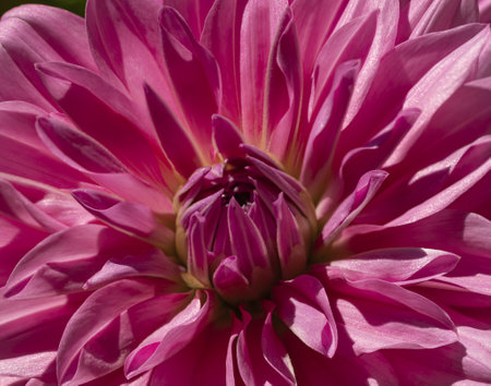 close up of fuchsia dahliaの写真素材