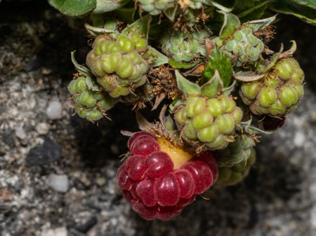 ripening raspberries on the branchの写真素材