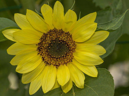 yellow sunflower in the gardenの写真素材