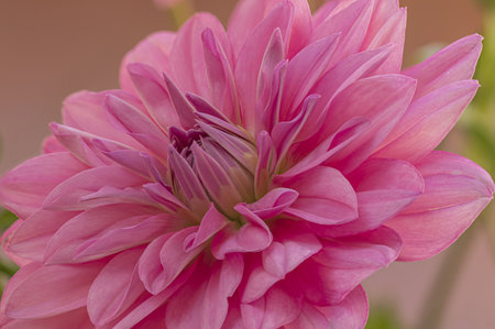 close up of a fuchsia dahlia flowerの写真素材