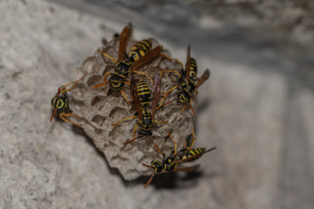 Elegant Wasp Nest: Nature's Architectural Marvelの写真素材