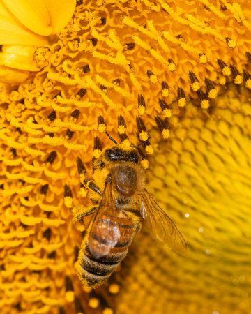 Nature's dance: bee gracefully foraging on a vibrant sunflower's golden treasure
