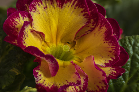 Vibrant yellow and reddish primrose flower in close-upの写真素材