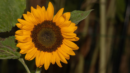 Nature's Brilliance: A Close-Up of a Sunflower, Radiating Warmth and Vibrancy, a Captivating Portrait of Botanical Beautyの写真素材