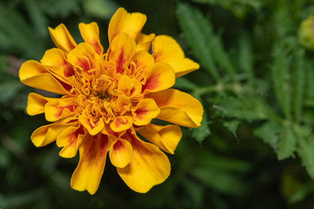 Vibrant Marigold Close-Up: A Stunning Yellow and Orange Blossom, Radiating Nature's Beauty and Warmthの写真素材