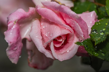 Glistening dewdrops adorn the delicate petals of a pink rose, capturing nature's elegance in exquisite detailの写真素材