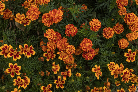 A vibrant cluster of marigold tagetes flowers, their orange speckles contrasting against lush green leavesの写真素材