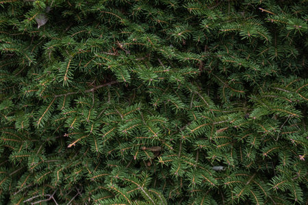 pine tree with lush, green branches in a captivating close-up, a symbol of natural serenityの写真素材