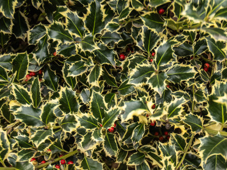 Close-up of vibrant holly leaves and berries transitioning to a rich shade of red, set against a natural leafy textureの写真素材