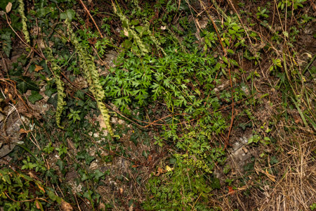 Old stone steps overgrown with moss and scattered foliage, evoking a sense of timelessness and the...