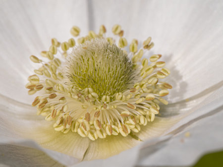 Macro shot of a delicate white flower, focusing on its intricate center featuring a green core surrounded by brown stamens and white petals, perfect for detailed botanical illustrationsの写真素材