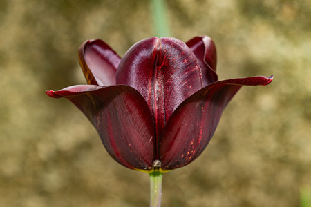 A solitary dark red tulip captures the viewer's attention with its striking color and flawless form, set against a softly focused, textured golden backdropの写真素材