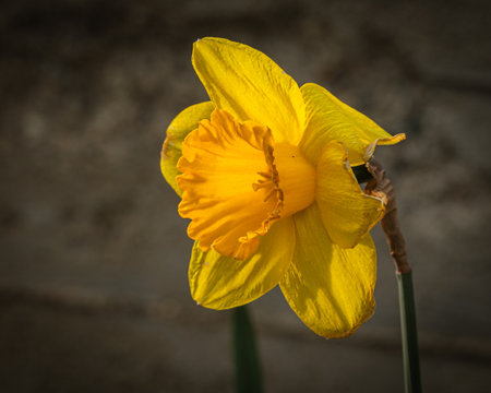 This vibrant yellow daffodil, highlighted by its golden trumpet, evokes a sense of renewal and hope, standing out with dramatic contrast against a textured gray backdropの写真素材