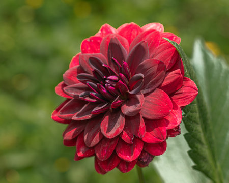 Lush red dahlia flower, fully bloomed and vibrant against a soft green backgroundの写真素材