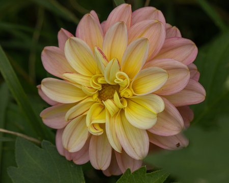 Close-up view of a stunning pink and yellow dahlia with intricate petal layers and a rich, natural backgroundの写真素材