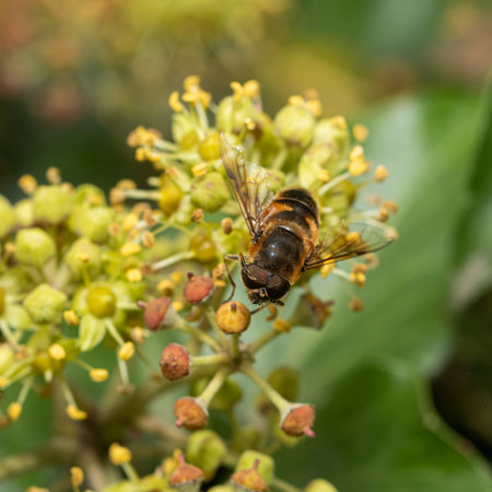 Close-up of a honeybee at work, pollinating a cluster of small yellow flowersの写真素材