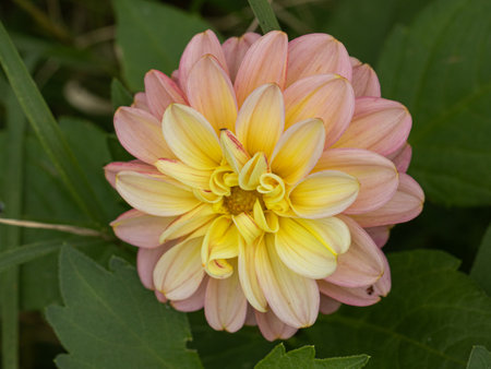 Close-up view of a stunning pink and yellow dahlia with intricate petal layers and a rich, natural backgroundの写真素材
