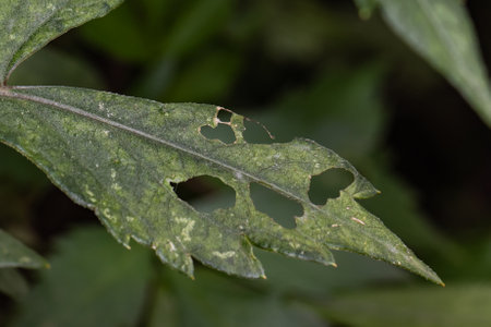 Close-up of a weathered green leaf with holes, illustrating nature's cycle and the impact of...